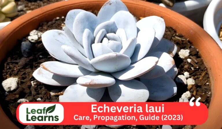 Echeveria Laui ‘La Roseta’ Care and Grow Guide (2023)