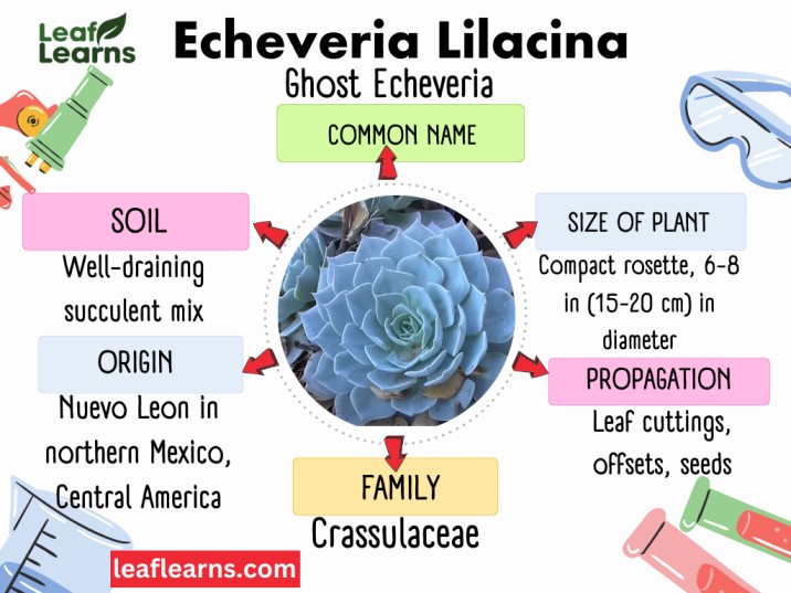 Echeveria Lilacina