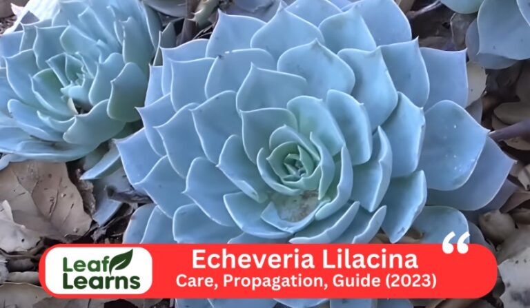 Echeveria Lilacina ‘Ghost Echeveria’ Care and Grow (2023)