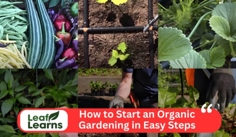 How to Start an Organic Gardening in Easy Steps (2023)