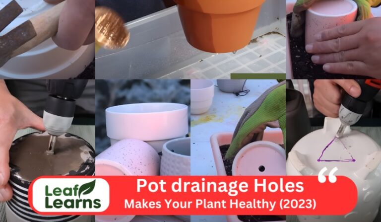 How Pot Drainage Holes Safeguard Every Part of Your Plants (2023)
