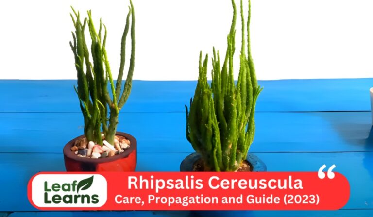 Rhipsalis Cereuscula ‘Rice Cactus’ Care and Grow (2023)