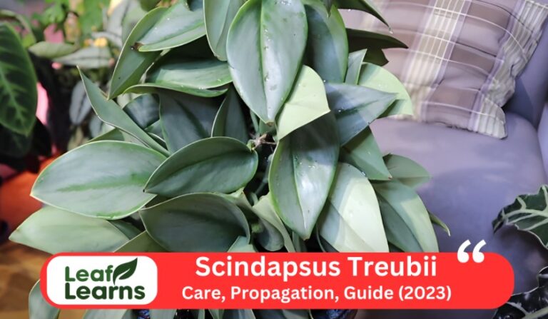 Scindapsus Treubii Moonlight Care and Grow (2023)