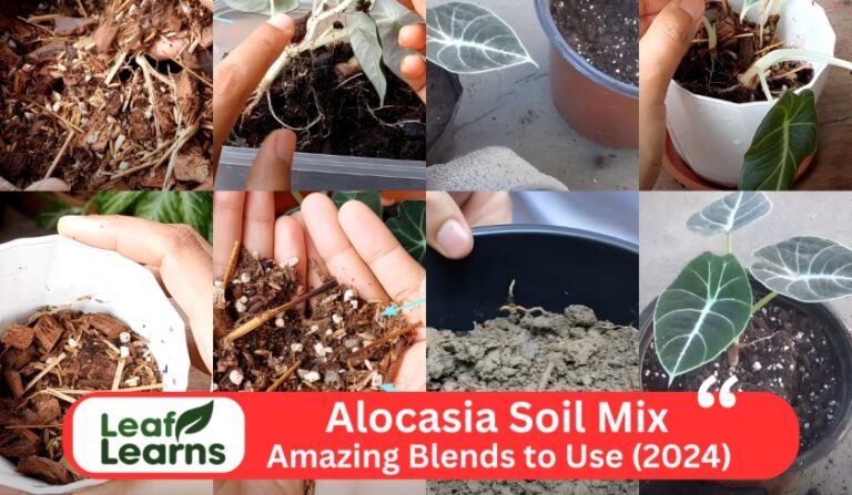 Alocasia Soil Mix: Amazing Blends to Use (2024)