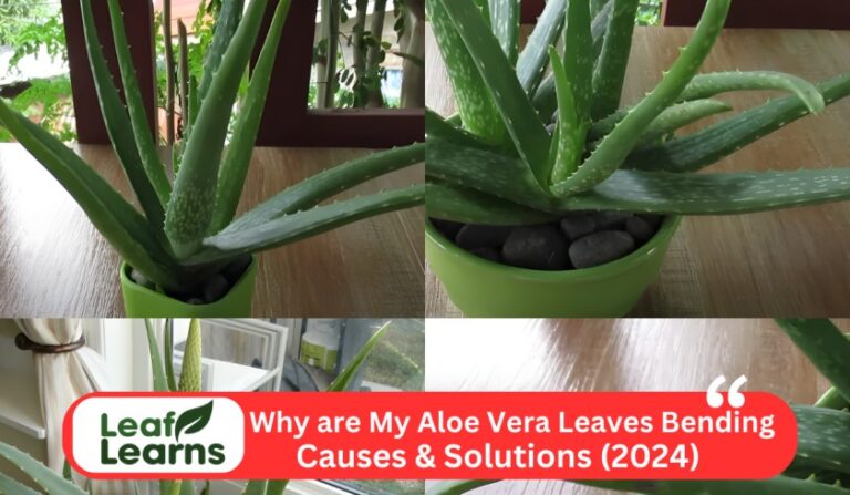 Why are My Aloe Vera Leaves Bending: Causes & Solutions (2024)