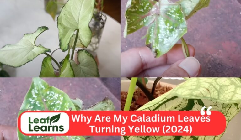Why Are My Caladium Leaves Turning Yellow (2024)