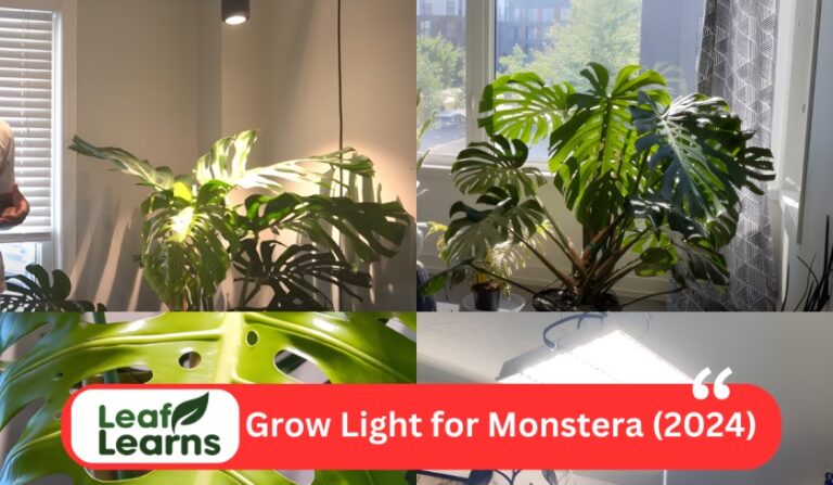 Best Grow Light for Monstera (2024)