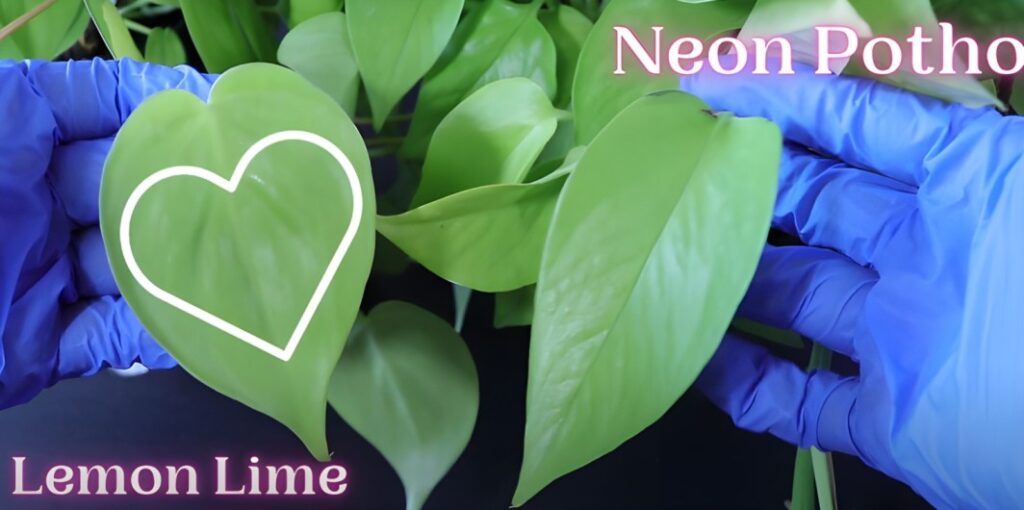 Lemon Lime Philodendron vs Neon Pothos