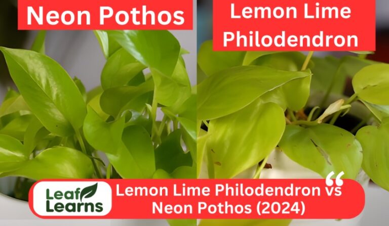Lemon Lime Philodendron vs Neon Pothos – Leaflearns (2024)