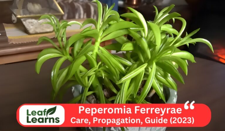 Peperomia Ferreyrae/Pincushion Peperomia Care Guide (2023)