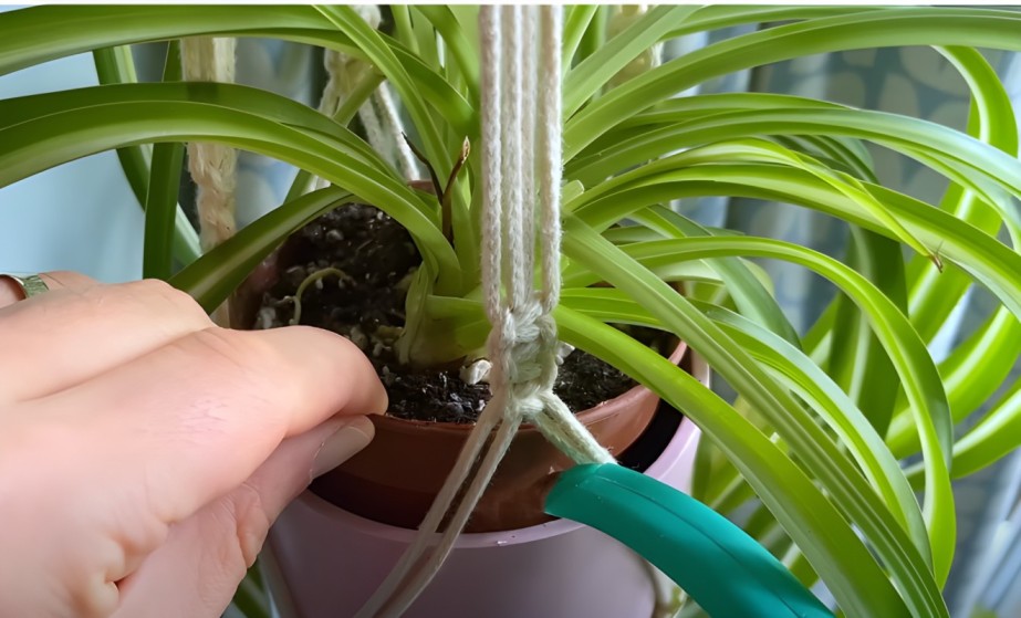 Spider Plant Drooping