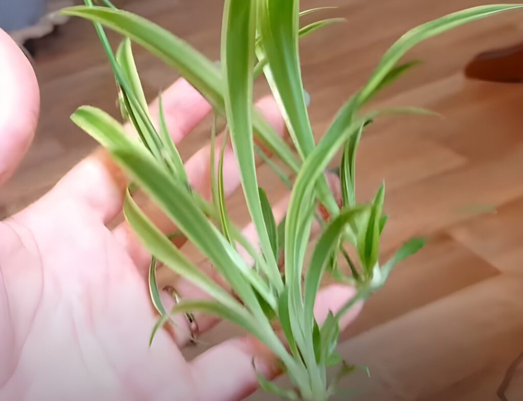 Spider Plant Drooping