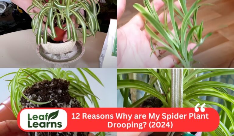 12 Reasons Why are My Spider Plant Drooping? (2024)