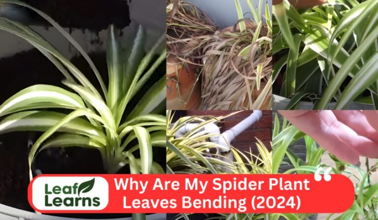 Why Are My Spider Plant Leaves Bending – Leaflearns (2024)