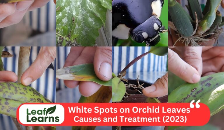 White Spots on Orchid Leaves: Causes and Treatment (2023)