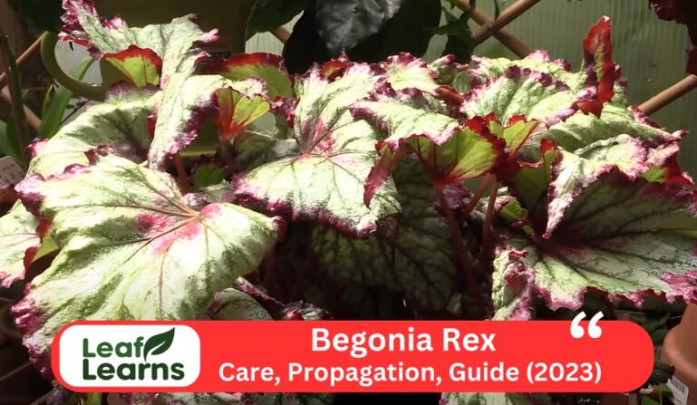Begonia Rex ‘Escargot Begonia’ Care and Grow (2023)