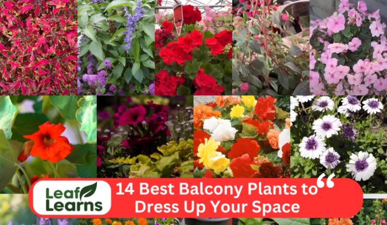 14 Best Balcony Plants to Dress Up Your Space