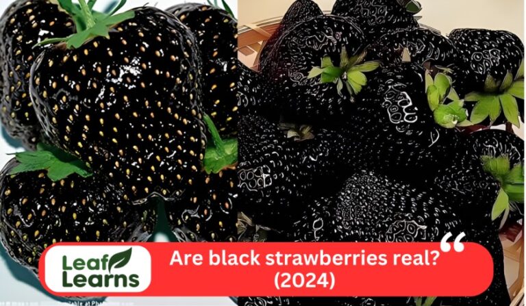 Are black strawberries real? – Leaflearns (2024)