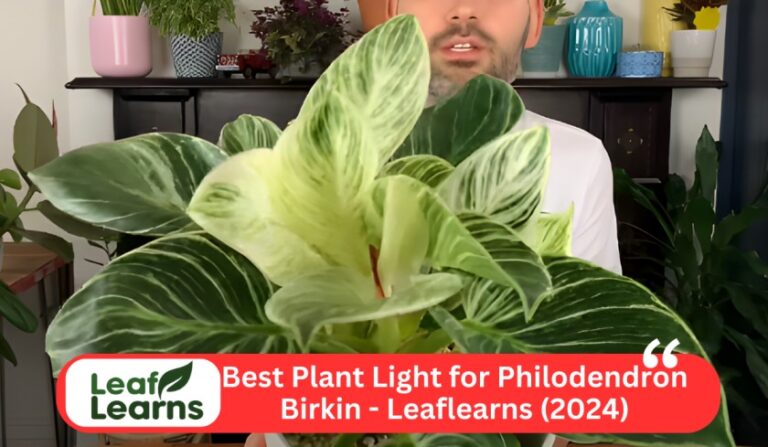 Best Plant Light for Philodendron Birkin – Leaflearns (2024)