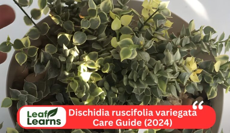 Dischidia ruscifolia variegata (Variegated Million Hearts – Leaflearns (2024)