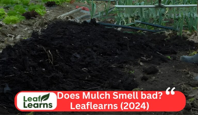 Why Does Mulch Smell Bad? (How to Fix It) 2024