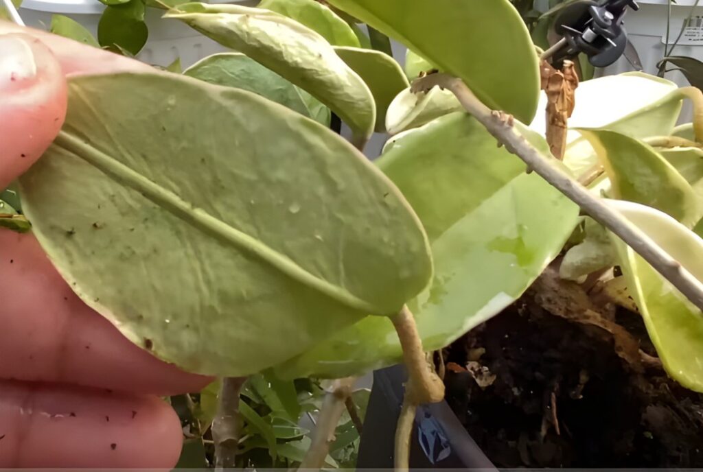 Hoya Leaves shriveling