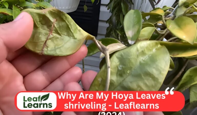Why Are My Hoya Leaves shriveling – Leaflearns (2024)
