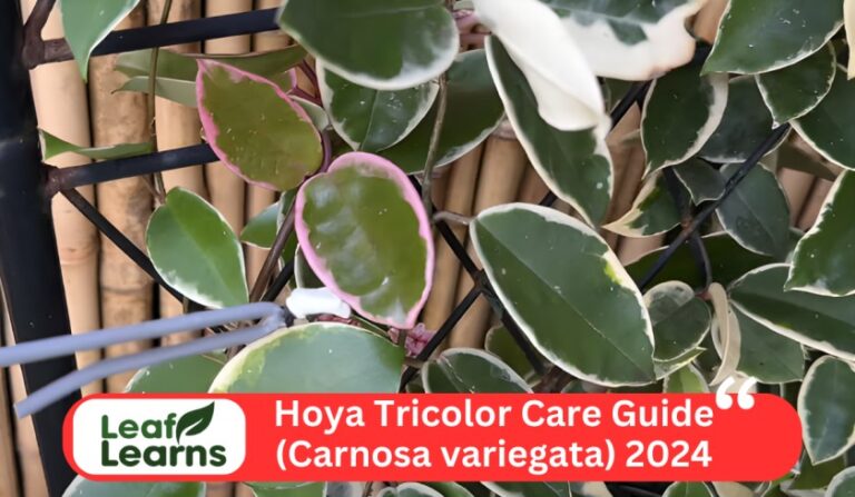 Hoya Tricolor Care Guide (Carnosa variegata) 2024