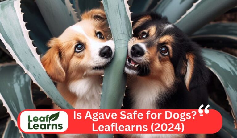 Is Agave Safe for Dogs? – Leaflearns (2024)