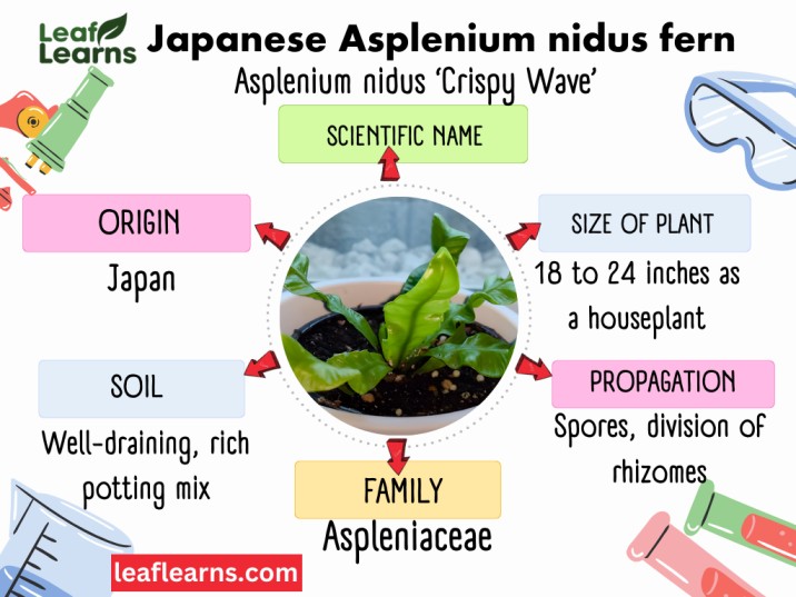 Japanese Asplenium nidus fern