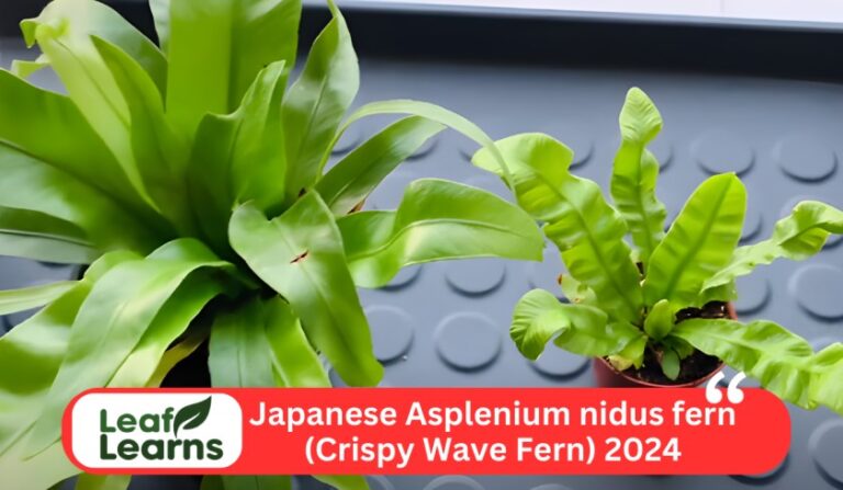 Japanese Asplenium nidus fern (Crispy Wave Fern) – Leaflearns (2024)