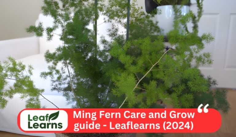 Ming Fern Care and Grow guide – Leaflearns (2024)