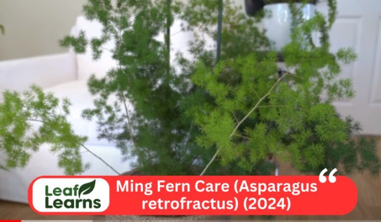 Ming Fern Care (Asparagus retrofractus) – Leaflearns (2024)