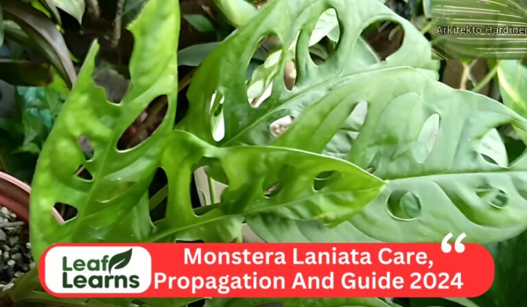Monstera Laniata Care Guide – Leaflearns (2024)