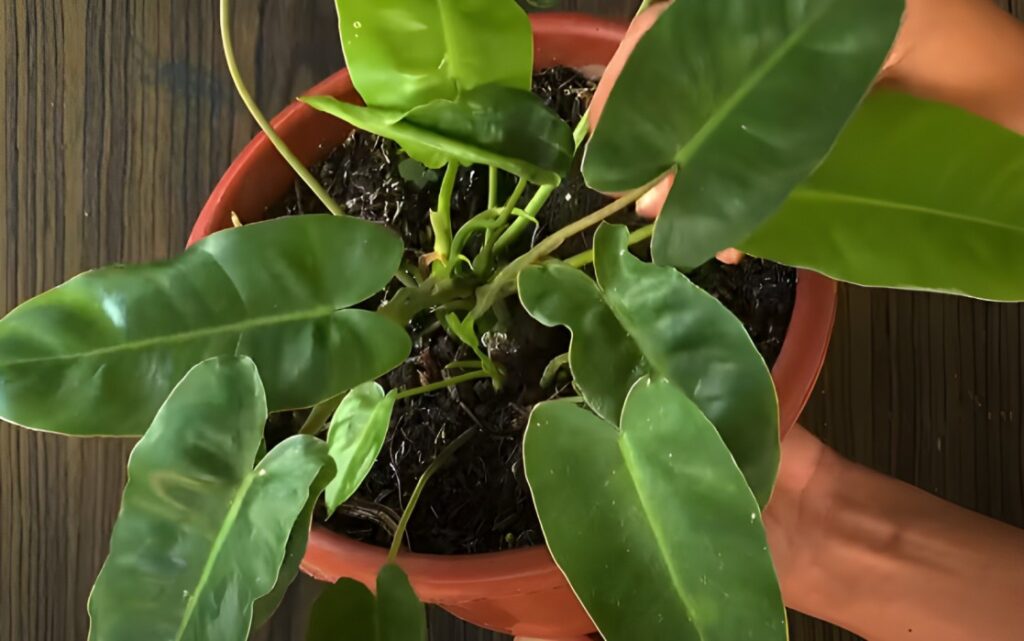 Philodendron Imbe