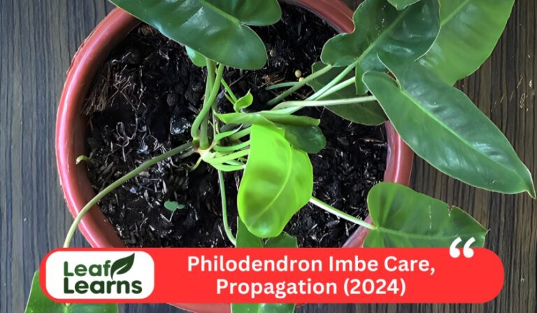 Philodendron Imbe – Leaflearns (2024)