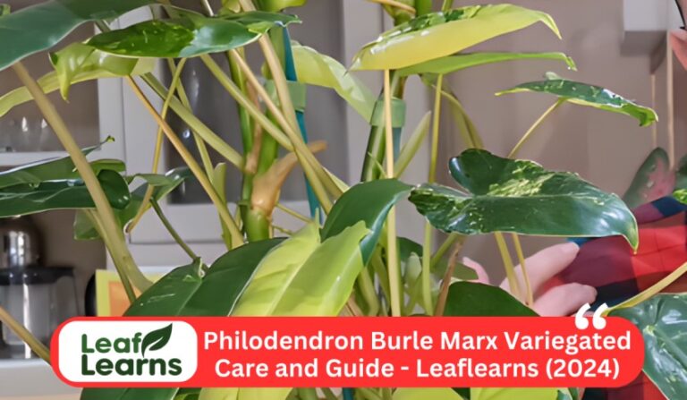 Philodendron burle marx variegated (2024)