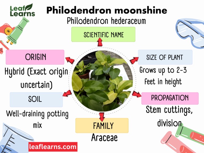 Philodendron moonshine