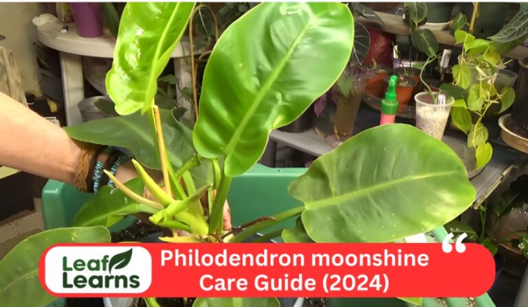 Philodendron moonshine (2024)