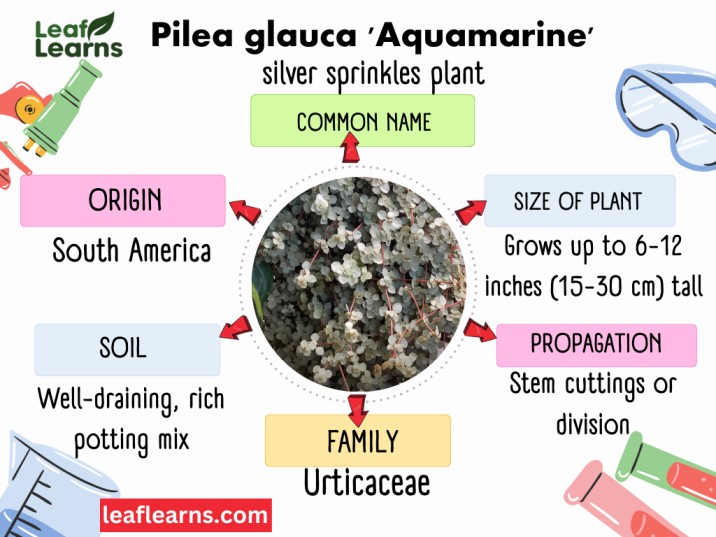 Pilea Aquamarine