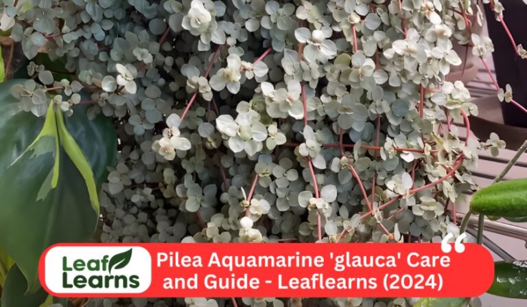 Pilea Aquamarine ‘glauca’ Care and Guide – Leaflearns (2024)