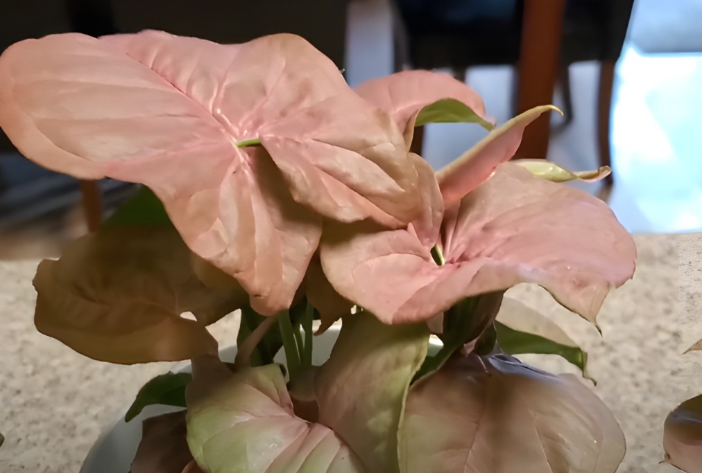 Pink Allusion Arrowhead Plant