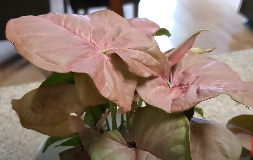 Pink Allusion Arrowhead Plant