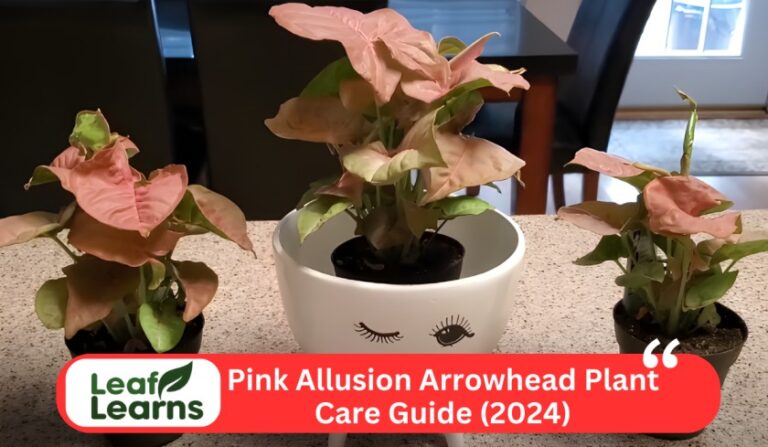 Pink Allusion Arrowhead Plant Care Guide- Leaflearns (2024)