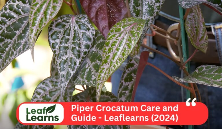 Piper Crocatum