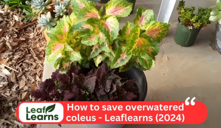 How to save overwatered coleus – Leaflearns (2024)