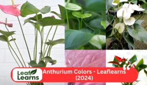 Anthurium Colors