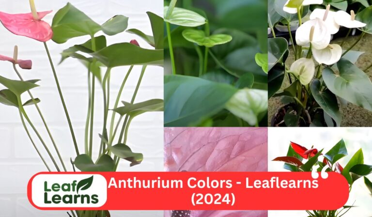 Anthurium Colors – Leaflearns (2024)