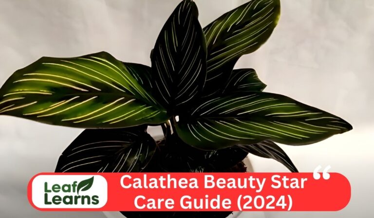 Calathea Beauty Star Care Guide (2024)