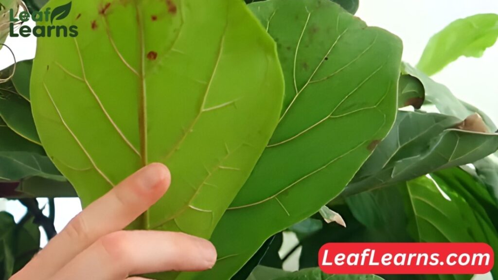 Fiddle Leaf Fig Edema